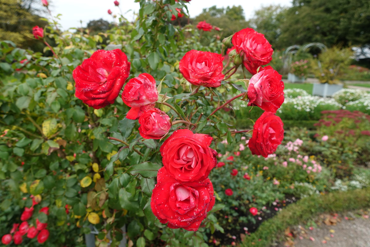 Hamburg am 11.10.2020: im Rosengarten Planten un Blomen /