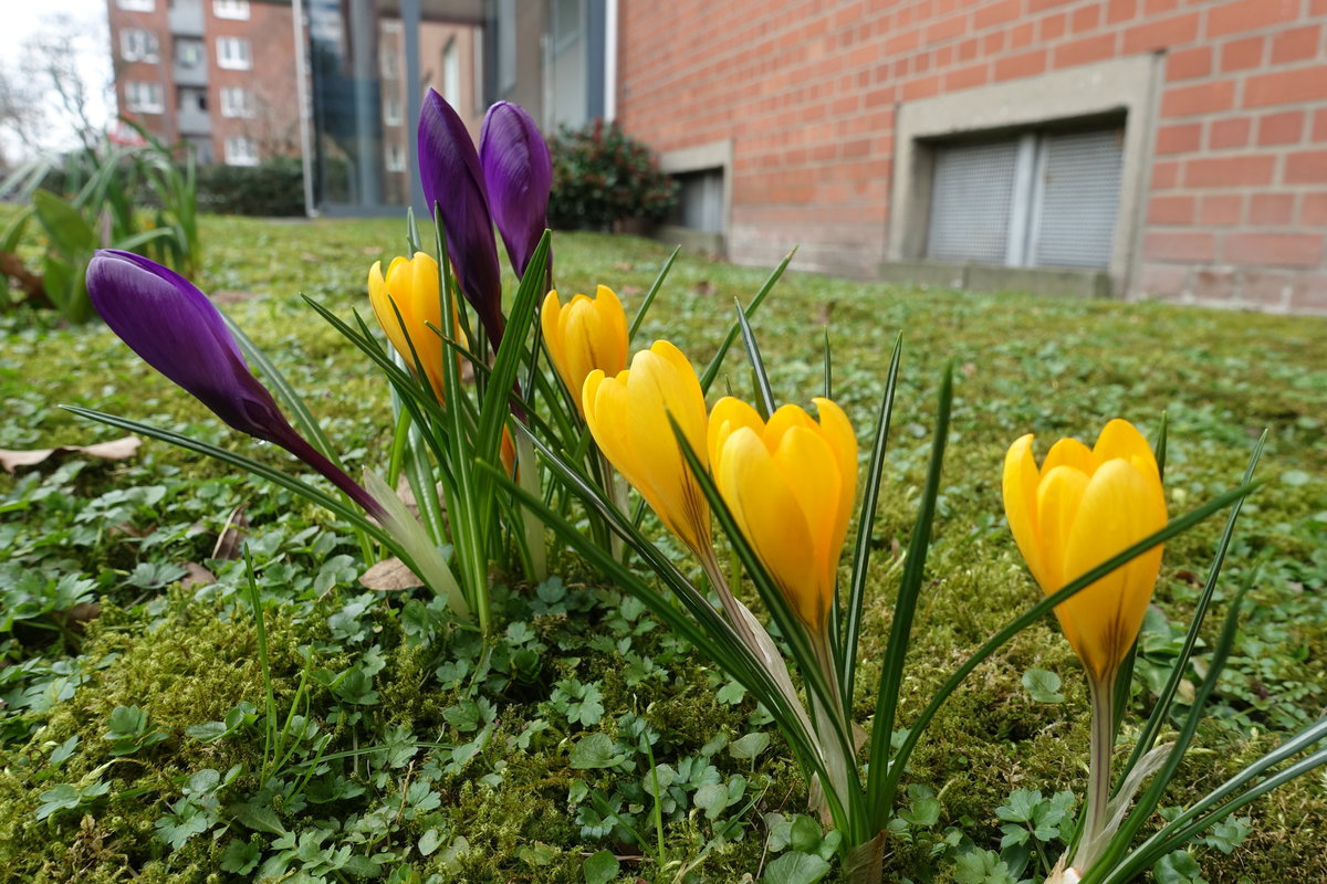 Hamburg am 12.3.2021: erste Krokusse in einem Vorgarten eines Mehrfamilienhauses  /