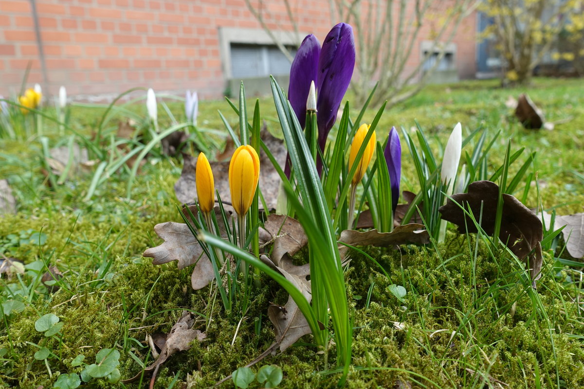 Hamburg am 12.3.2021: erste Krokusse in einem Vorgarten eines Mehrfamilienhauses  /