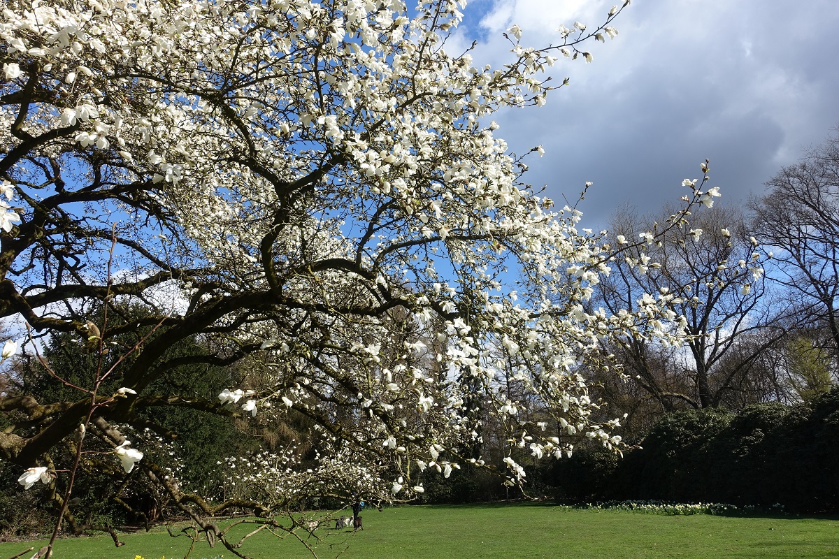 Hamburg am 12.4.2021: weiß blühende Magnolie im Stadtpark im Stadtteil Winterhude /