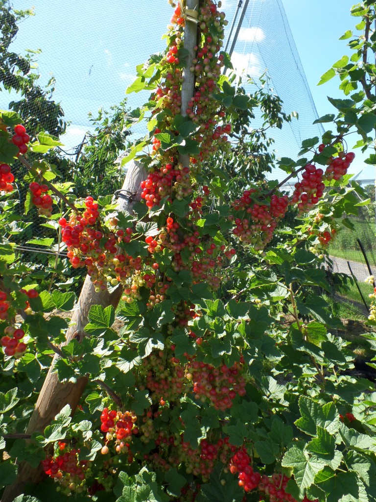 Hamburg am 12.6.2014: Rote Johannisbeeren in einem Obstbaubetrieb im Alten Land