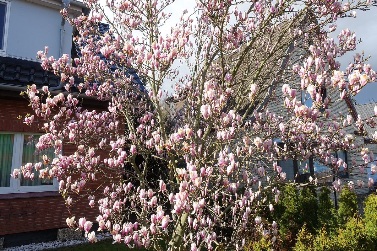 Hamburg am 13.4.2021: rosa blühende Magnolie im Osten Hamburgs /