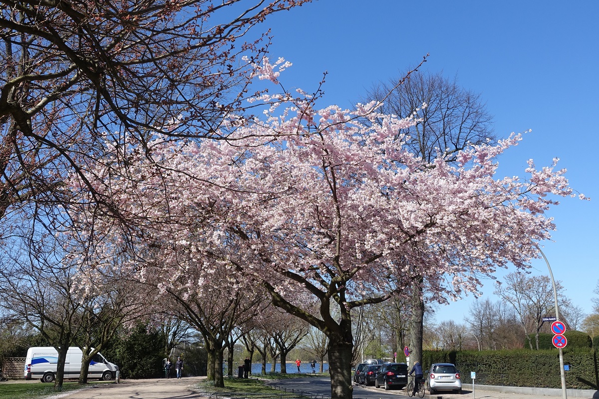 Hamburg am 1.4.2019: Kirschblüte an der Straße „Schöne Aussicht“ an der Außenalster /