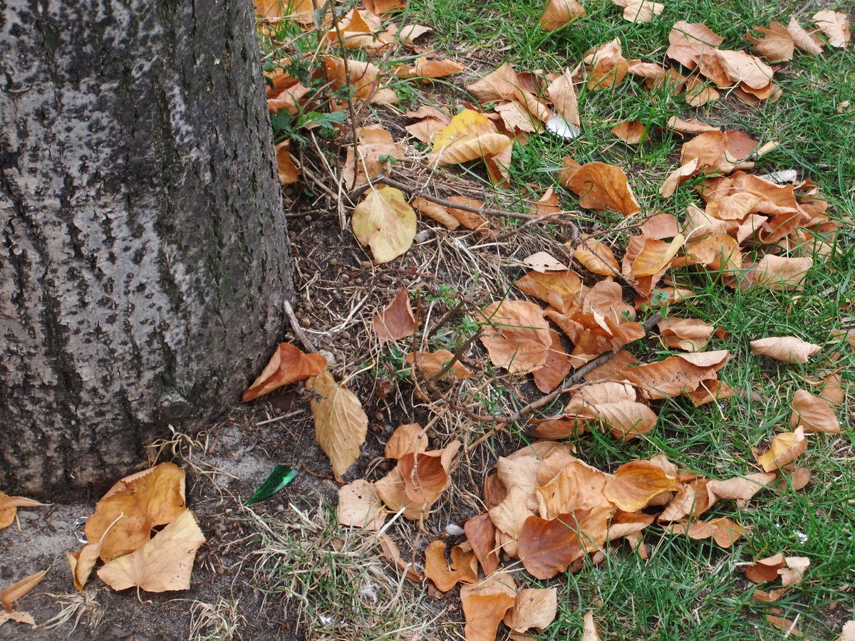 Hamburg am 16.10.2018: Herbstlaub in der Stadt