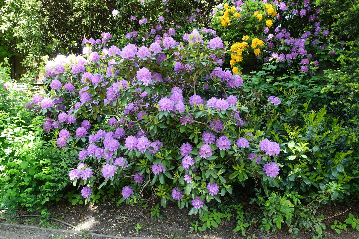 Hamburg am 1.6.2021: Rhododendron im Stadtpark (Winterhude) /