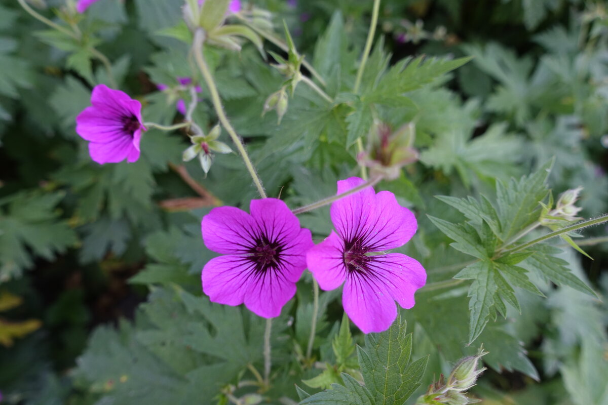 Hamburg am 16.6.2021: mir unbekannte blühende Blumen im Stadtpark (Winterhude), Hilfe erwünscht  /