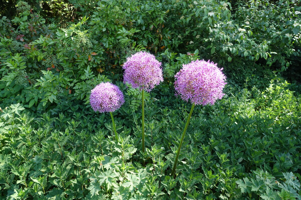 Hamburg am 16.6.2021: mir unbekannte blühende Blumen im Stadtpark (Winterhude), Hilfe erwünscht  /