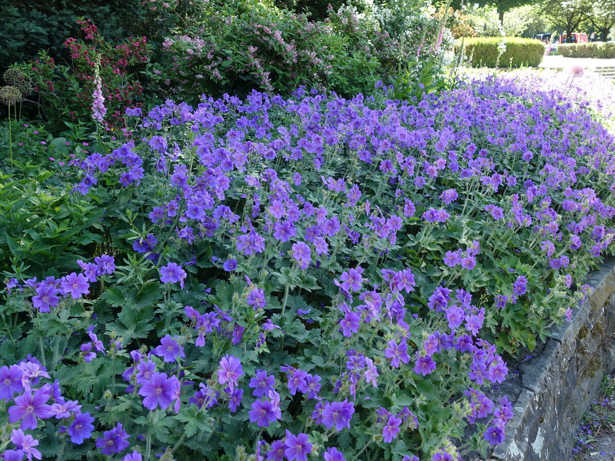 Hamburg am 16.6.2021: mir unbekannte blühende Blumen im Stadtpark (Winterhude), Hilfe erwünscht  /