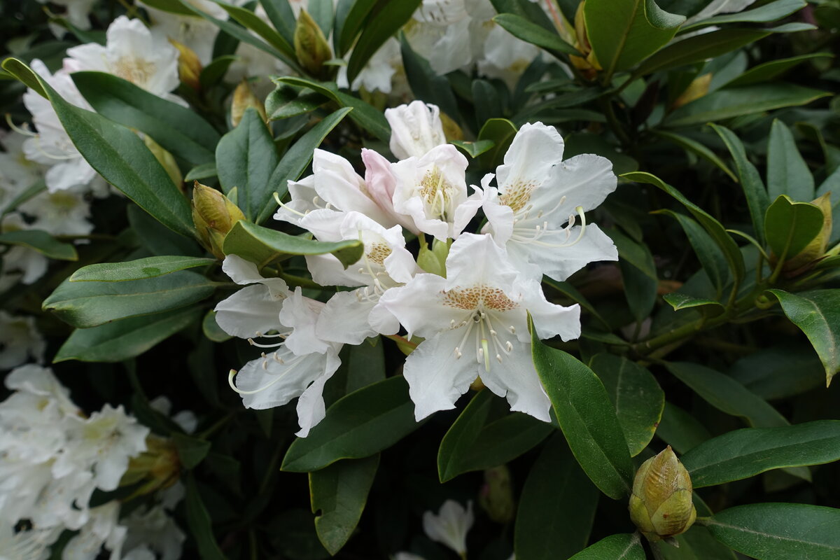 Hamburg am 18.5.2021: Rhododendron im Stadtpark im Stadtteil Winterhude /