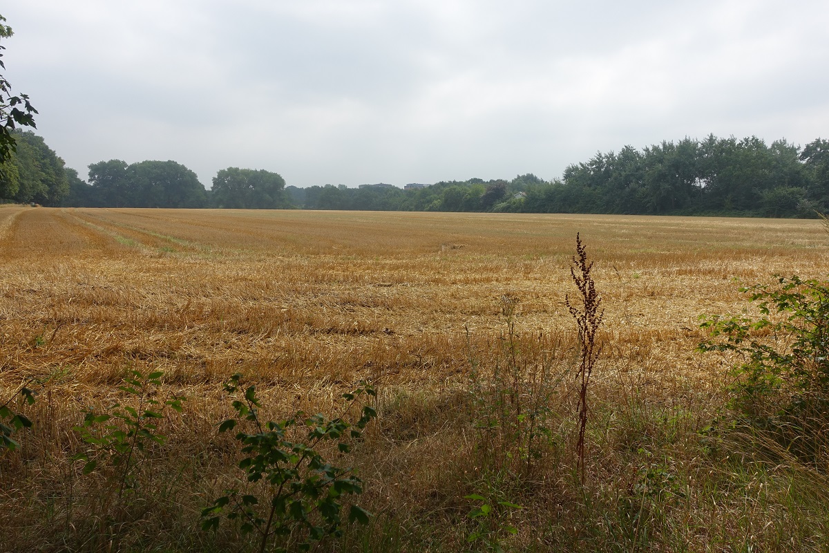 Hamburg am 18.8.2022: nach der Ernte, Stoppelfeld in HH-Öjendorf /