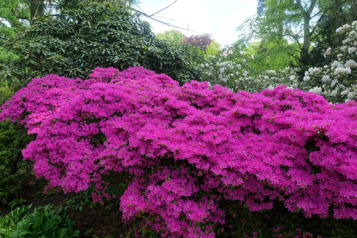 Hamburg am 19.5.2021: Rhododendron im Stadtpark im Stadtteil Winterhude /