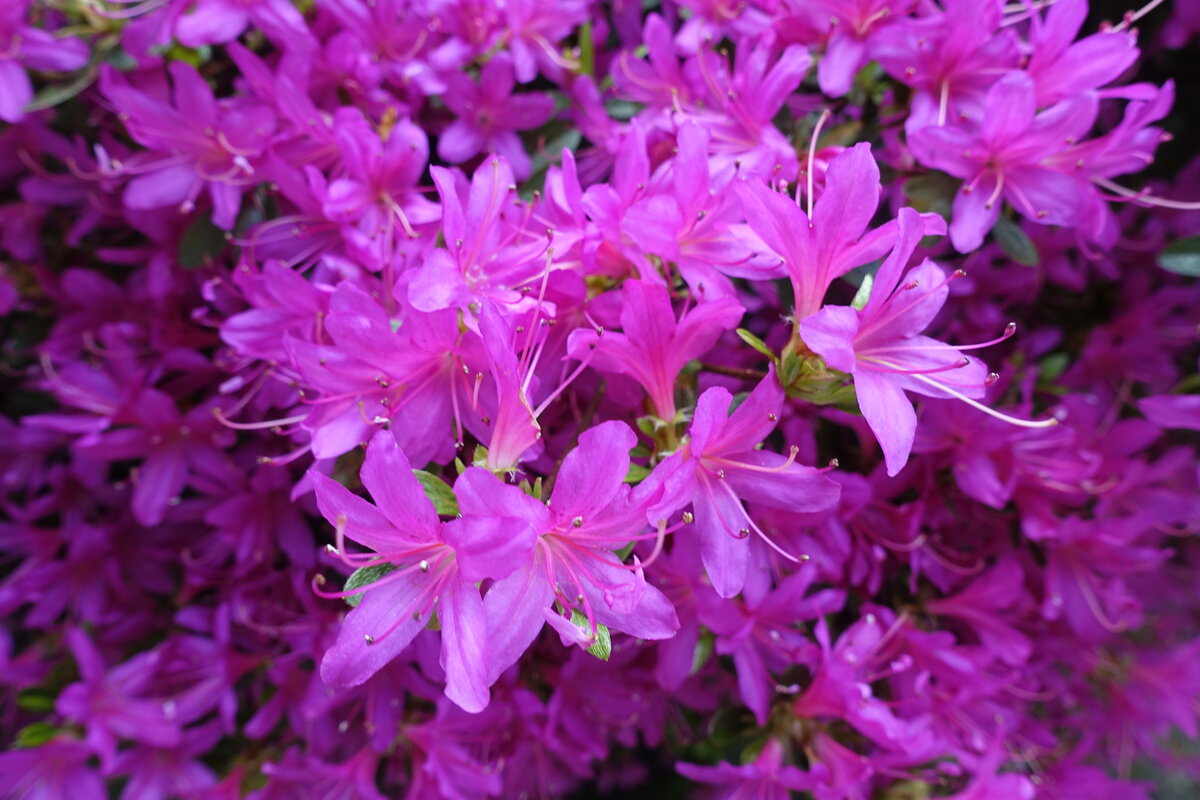 Hamburg am 19.5.2021: Rhododendron im Stadtpark im Stadtteil Winterhude /