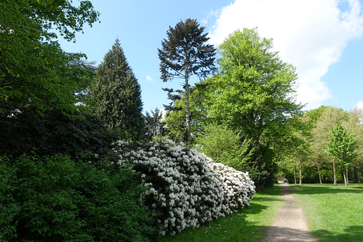 Hamburg am 19.5.2021: Rhododendron im Stadtpark im Stadtteil Winterhude /