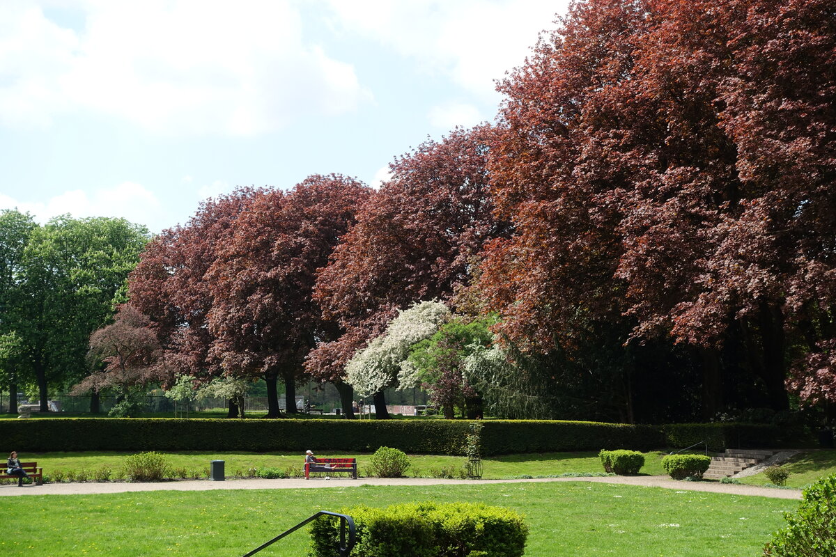 Hamburg am 19.5.2021: Rotbuchen im Stadtpark im Stadtteil Winterhude /