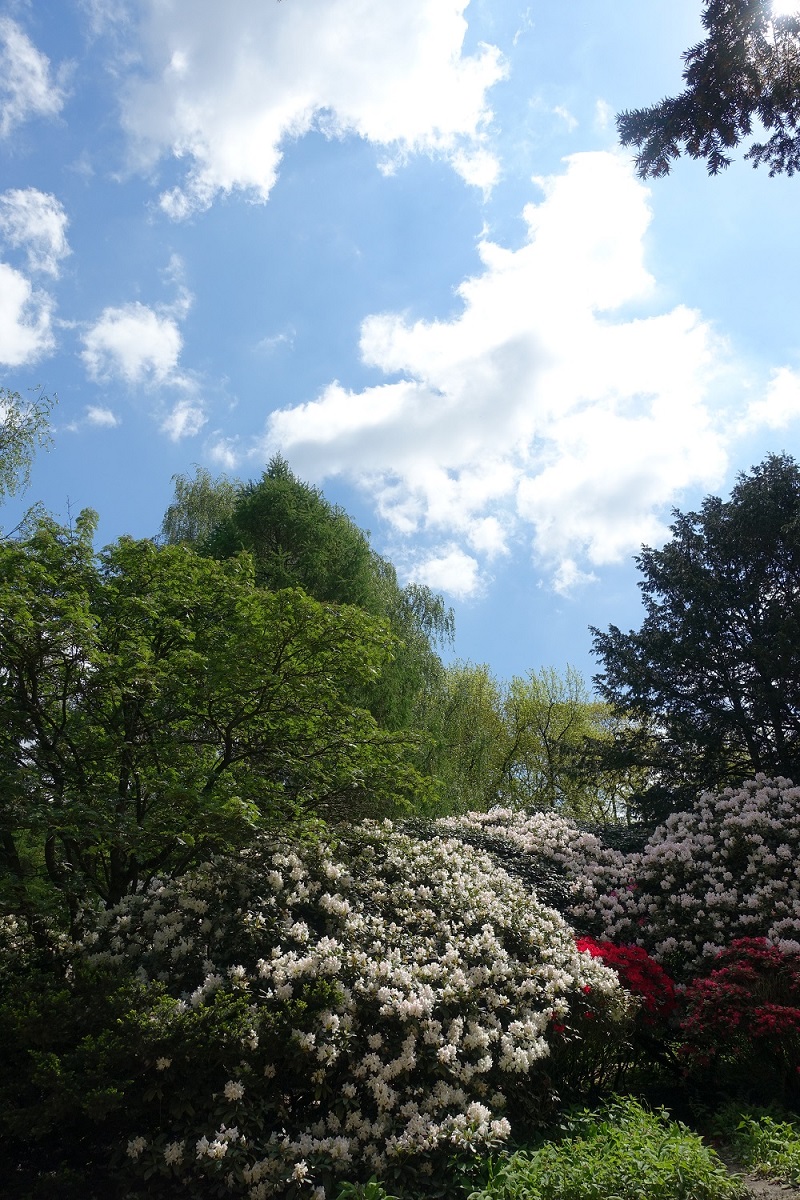 Hamburg am 19.5.2021: Wolken über blühendem Rhododendron im Stadtpark (Winterhude)  /
