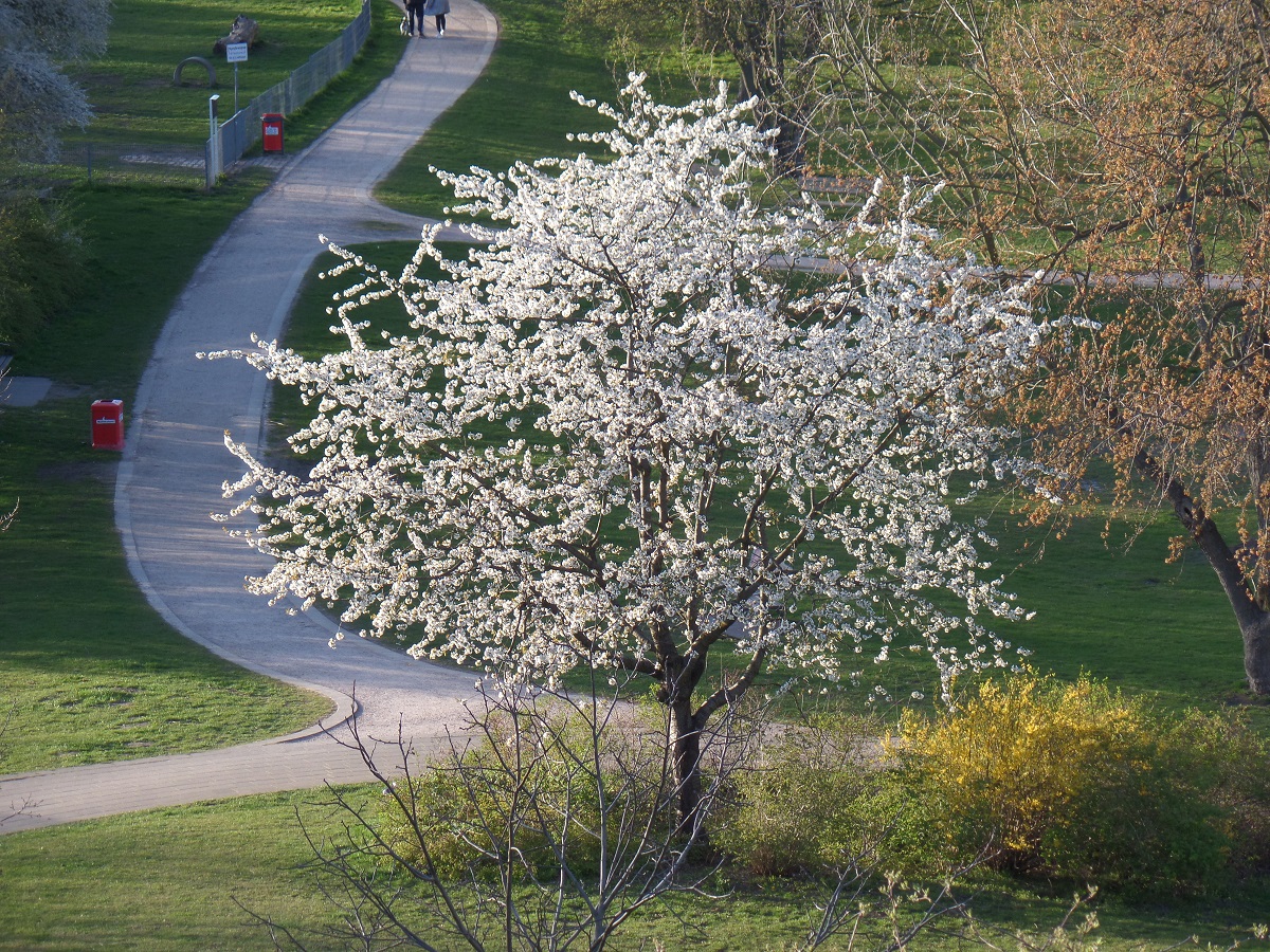 Hamburg am 20.4.2021: Wildkirschenblüte in einem Park im Stadtteil Billstedt /