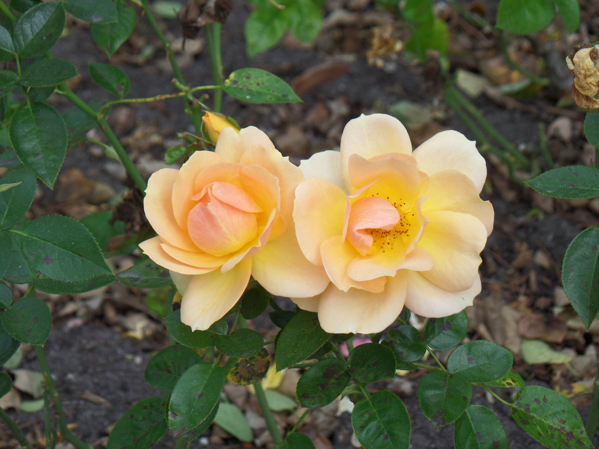 Hamburg am 20.9..2018: Rose im Stadtpark /