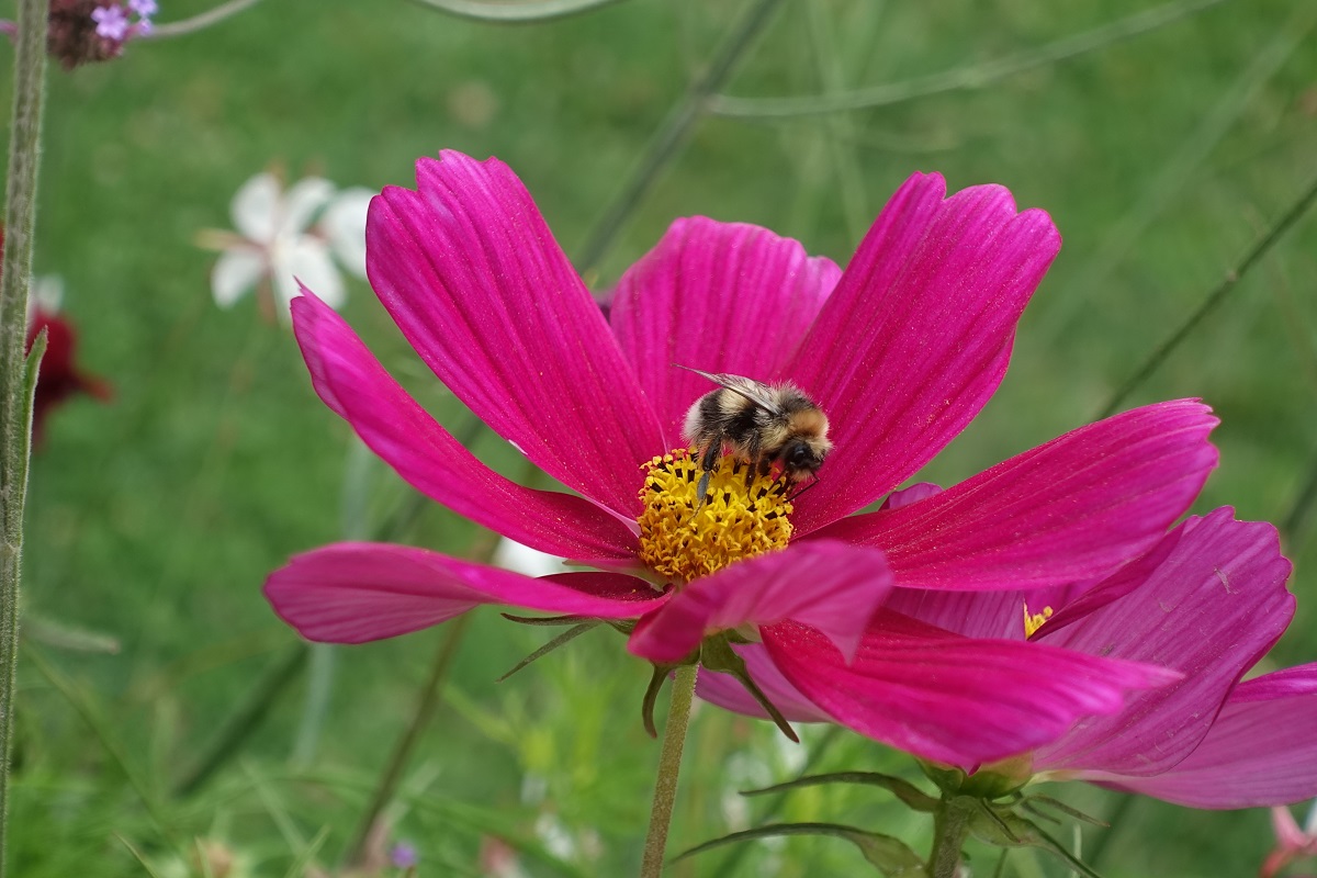 Hamburg am 22.7.2021: ein fleißiger „Nektarsammler“ auf einer Blüte / 