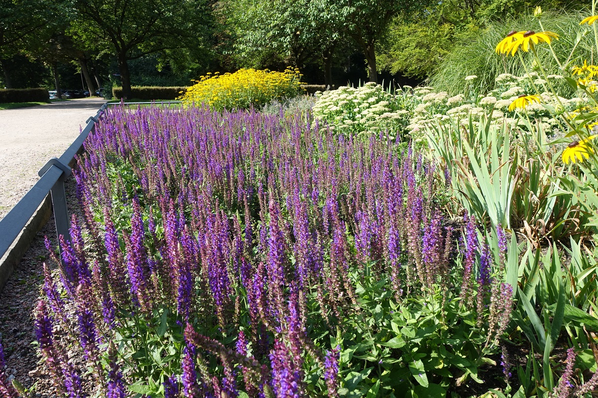 Hamburg am 24.8.2021: blühender Lavendel in einem Beet im Stadtpark /