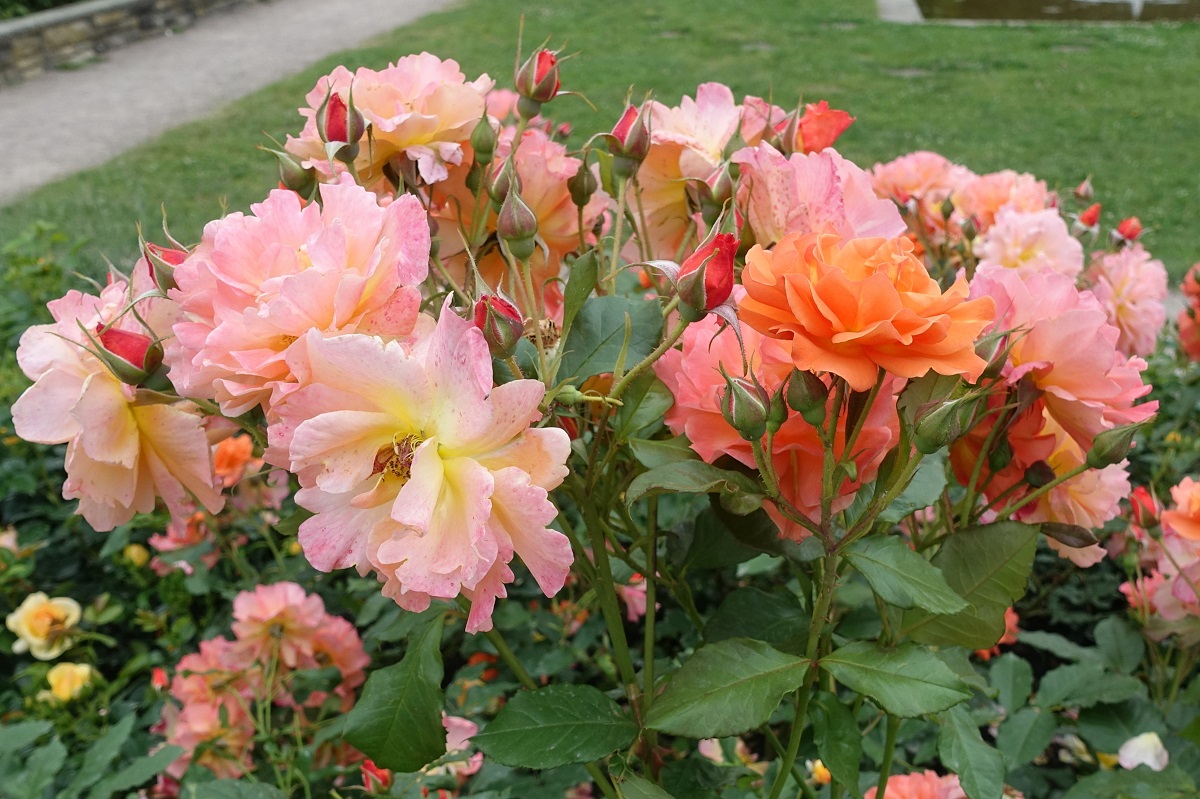 Hamburg am 25.6.2021: Blühende Rosen im Rosengarten des Stadtparks im Stadtteil Winterhude /