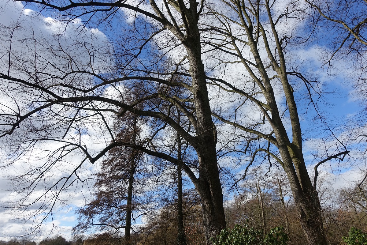 Hamburg am 26.2.2023: Wolkenspiel über dem Stadtpark