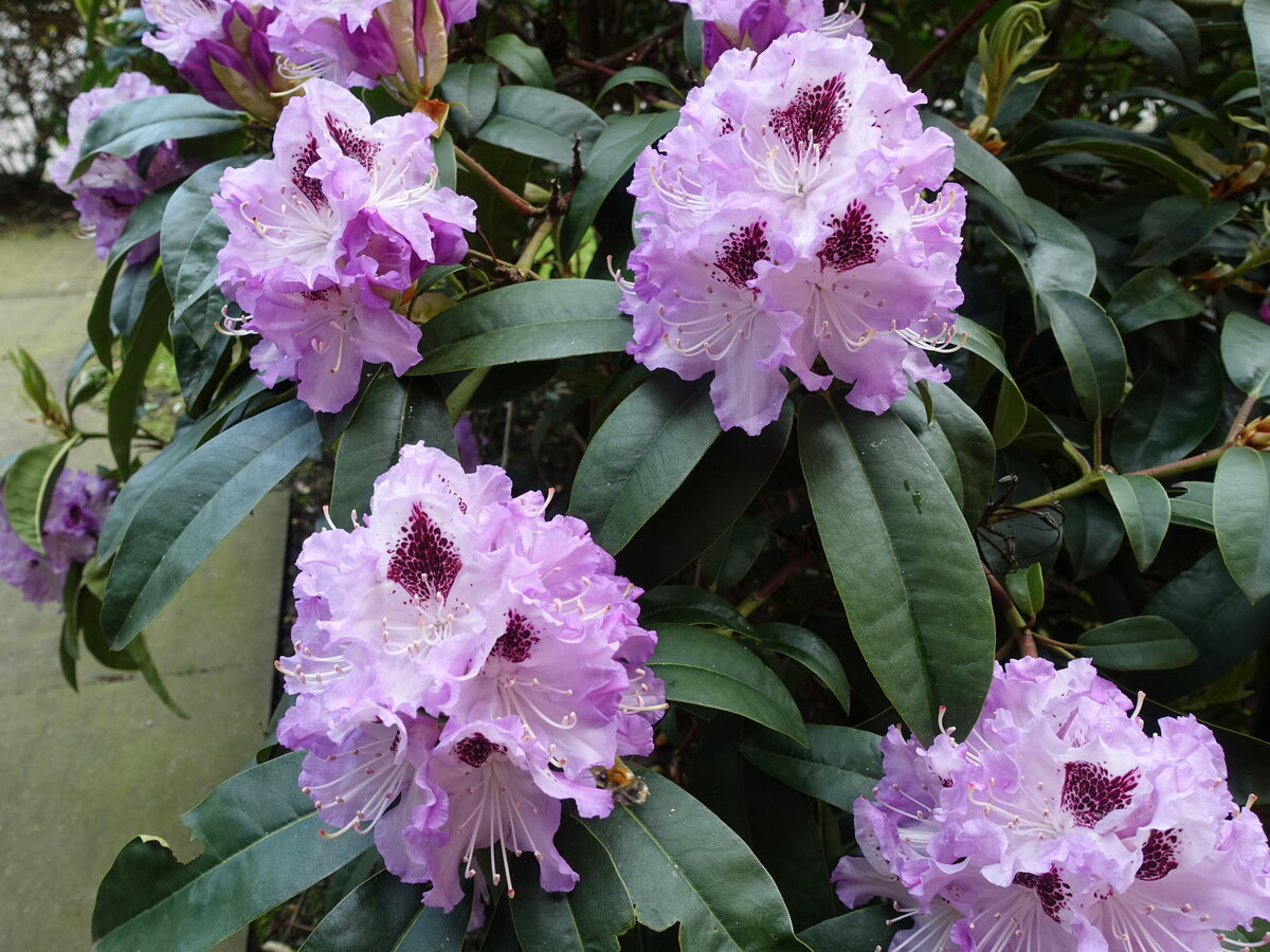 Hamburg am 28.5.2021: Rhododendron im Stadtpark im Stadtteil Winterhude /