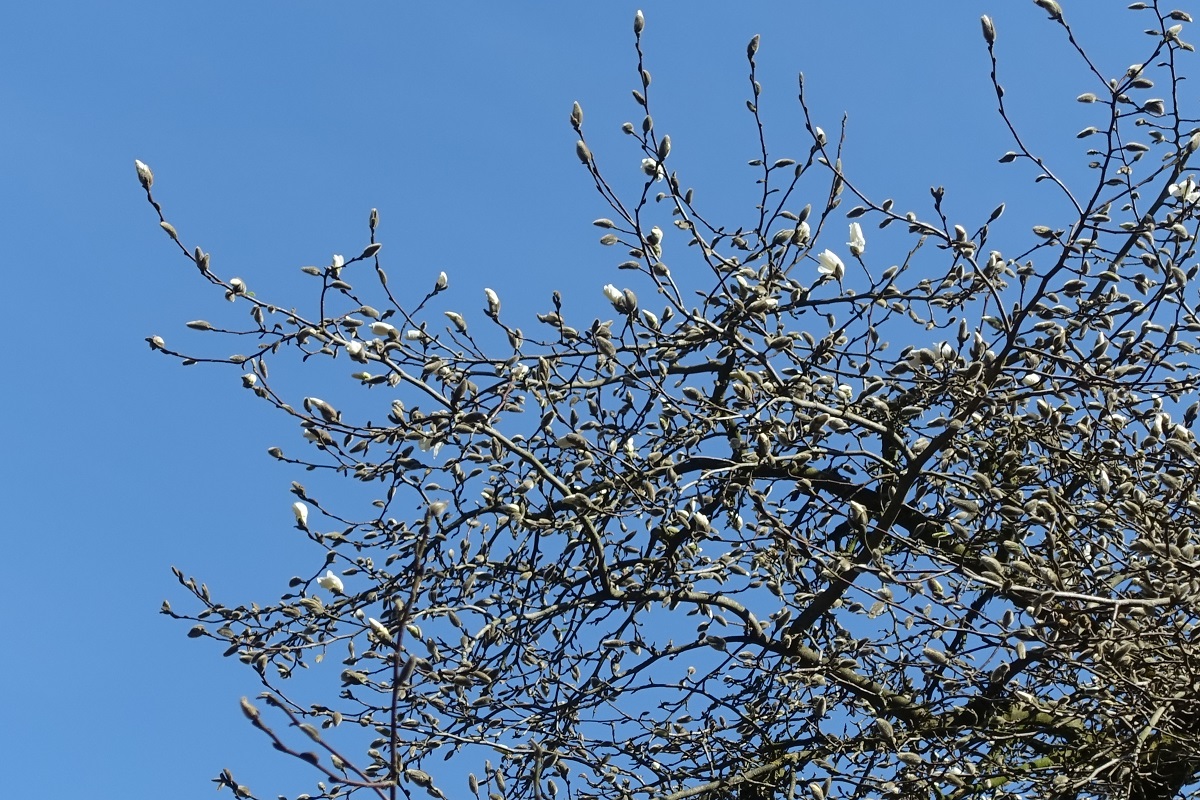 Hamburg am 30.3.2021: noch sehr zu, Magnolie im Stadtpark im Stadtteil Winterhude /