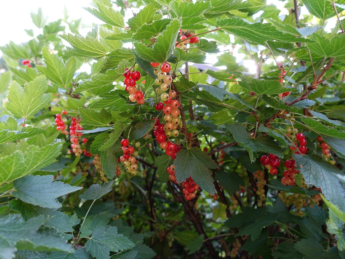 Hamburg am 30.7.2020: Johannisbeeren (noch nicht erntefähig)  in einem Kleingarten /