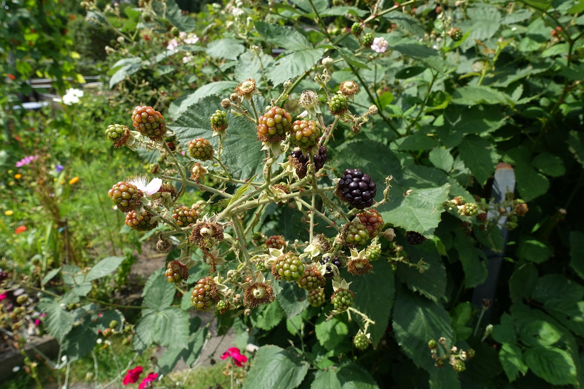 Hamburg am 30.7.2020: reifende Brombeeren in einem Kleingarten /