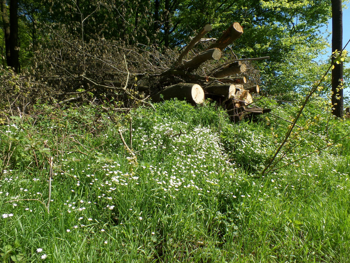 Hamburg am 5.5.2018: Am Wegesrand, Landschaftspflege in der Feldmark Havighorst