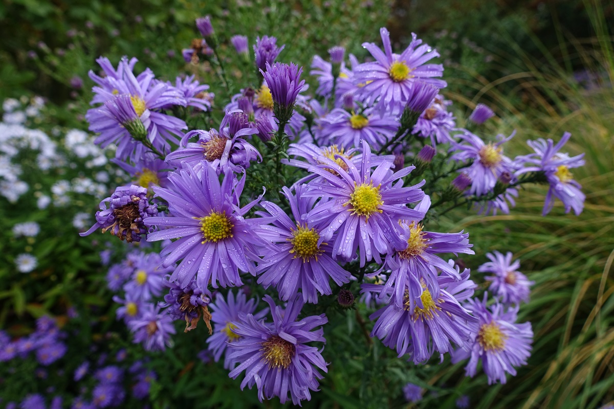 Hamburg am 6.10.2019: letzte Blütenpracht im Stadtpark /