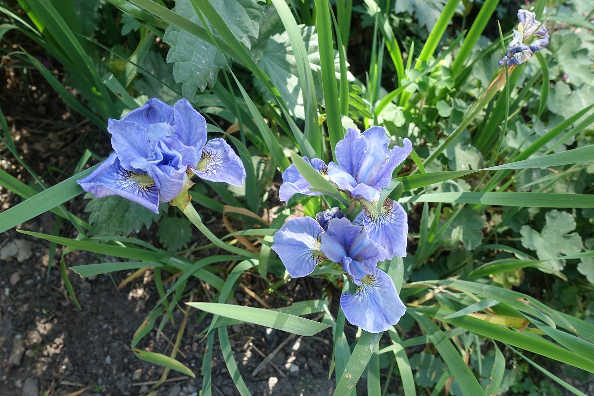 Hamburg-Winterhude am 16.6.2021: blühende Iris im Stadtpark /