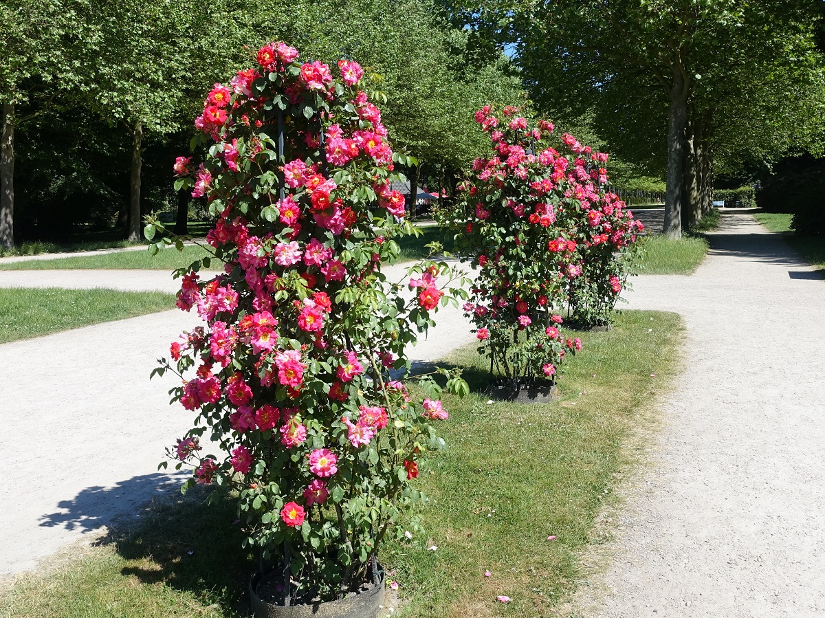 Hamburg-Winterhude am 16.6.2021: üppig blühende Kletterrosen im Rosengarten des Stadtparks /