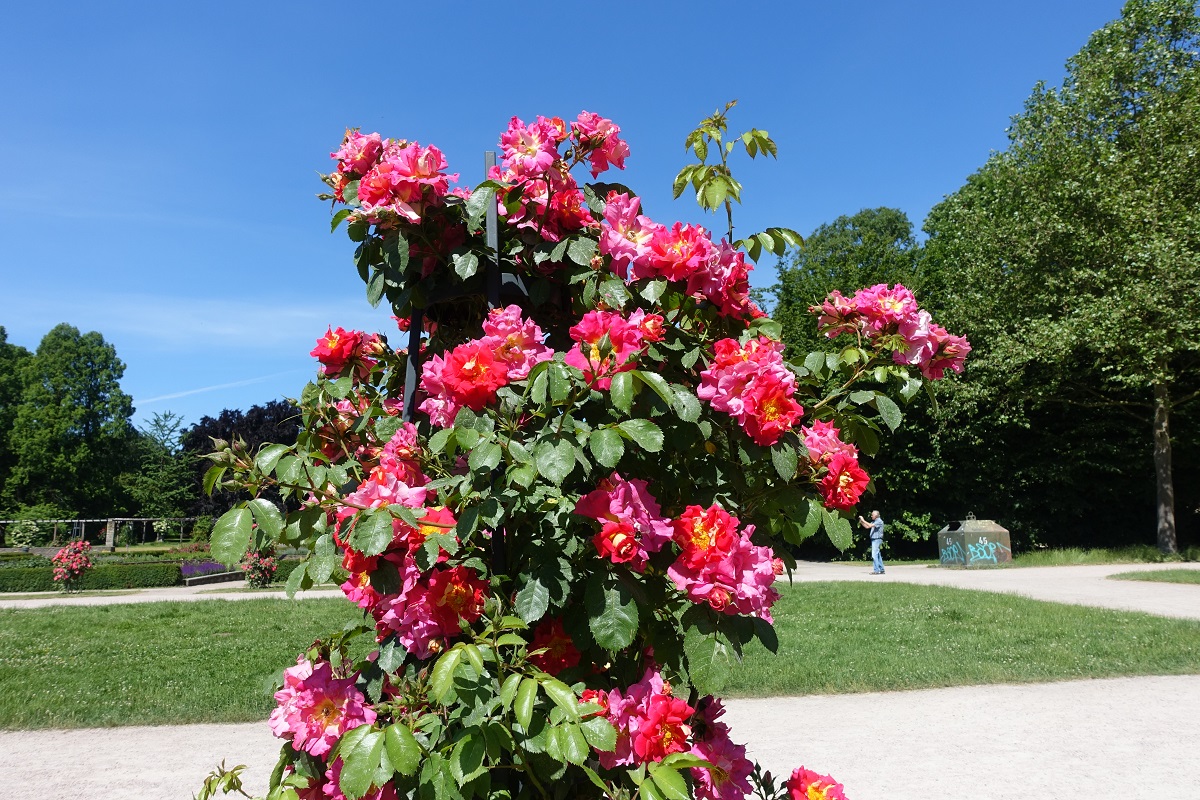 Hamburg-Winterhude am 16.6.2021: üppig blühende Kletterrosen im Rosengarten des Stadtparks /