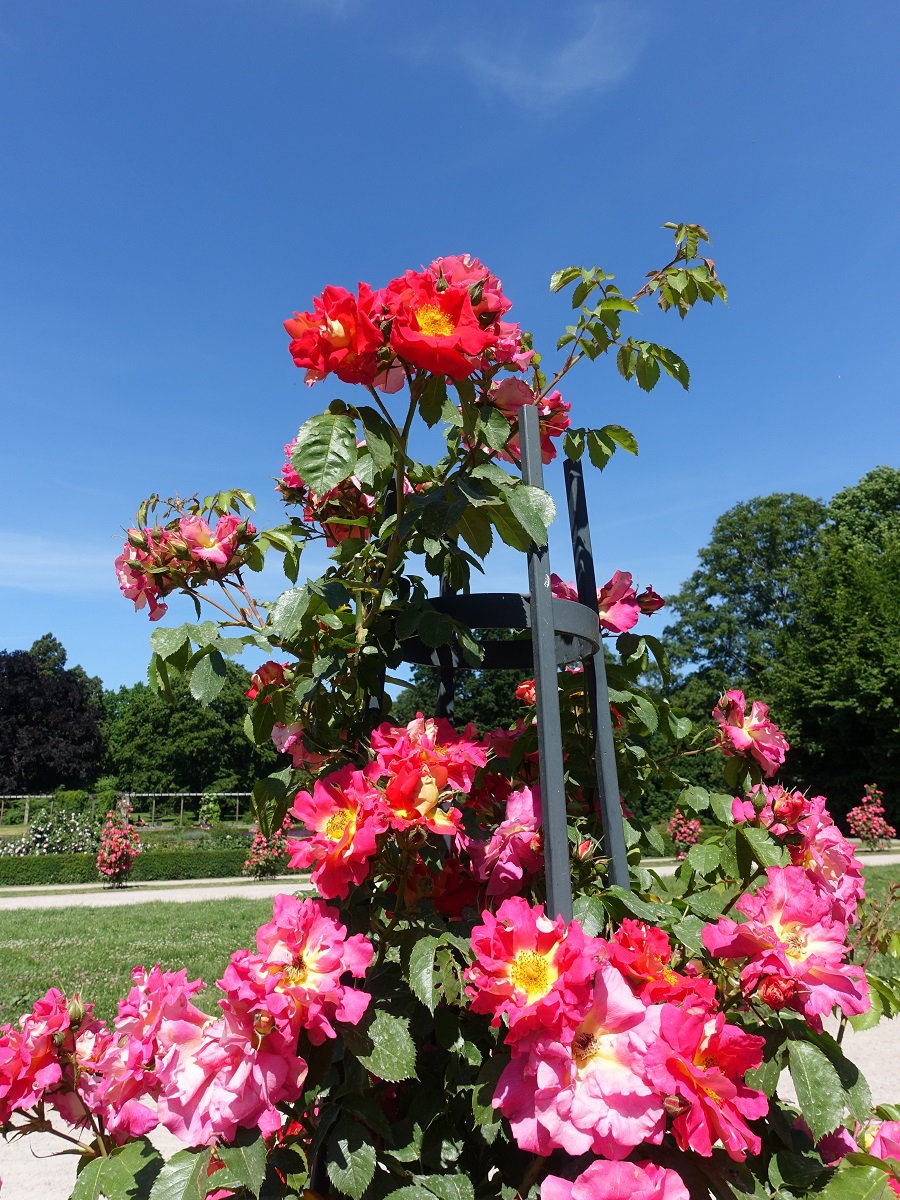 Hamburg-Winterhude am 16.6.2021: üppig blühende Kletterrosen im Rosengarten des Stadtparks /