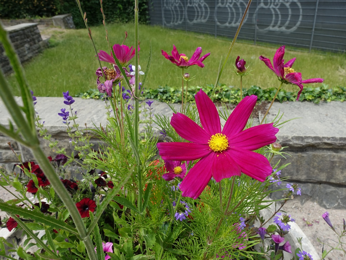 Hamburg-Winterhude am 25.6.2021: Detailaufnahme  eines sommerlich bepflanzten Blumenkübel /