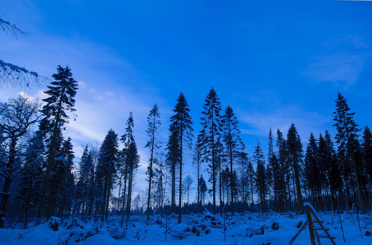 Handewitter Forst. Aufnahmedatum: 2. februar 2015.