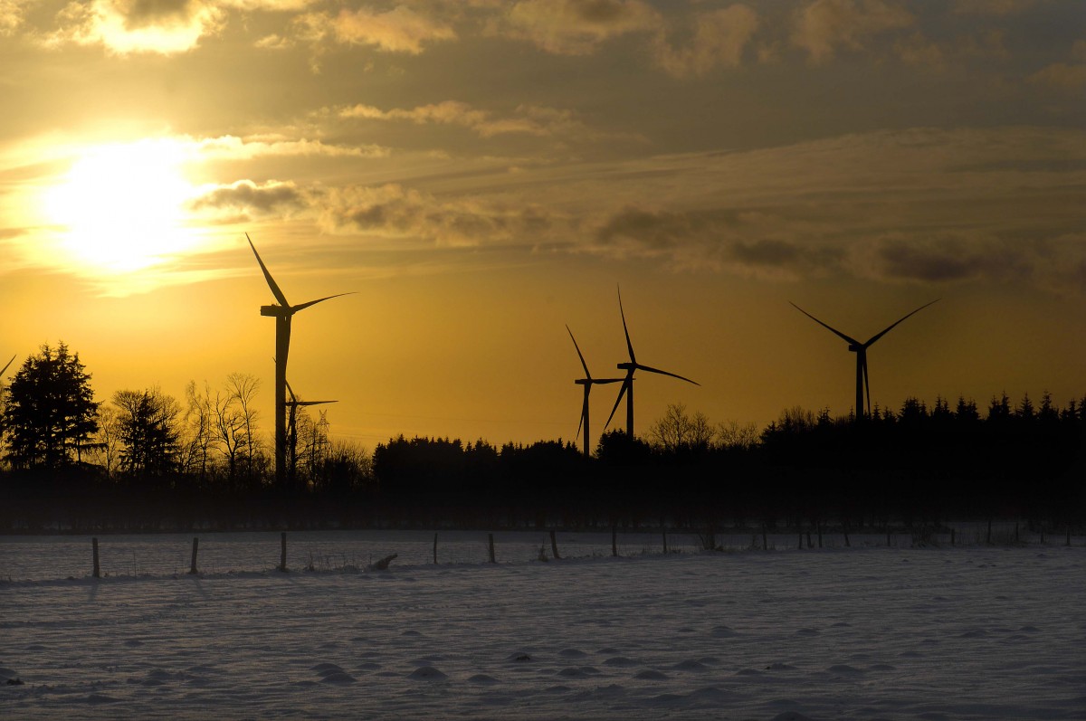 Handewitter Forst. Aufnahmedatum: 2. februar 2015.