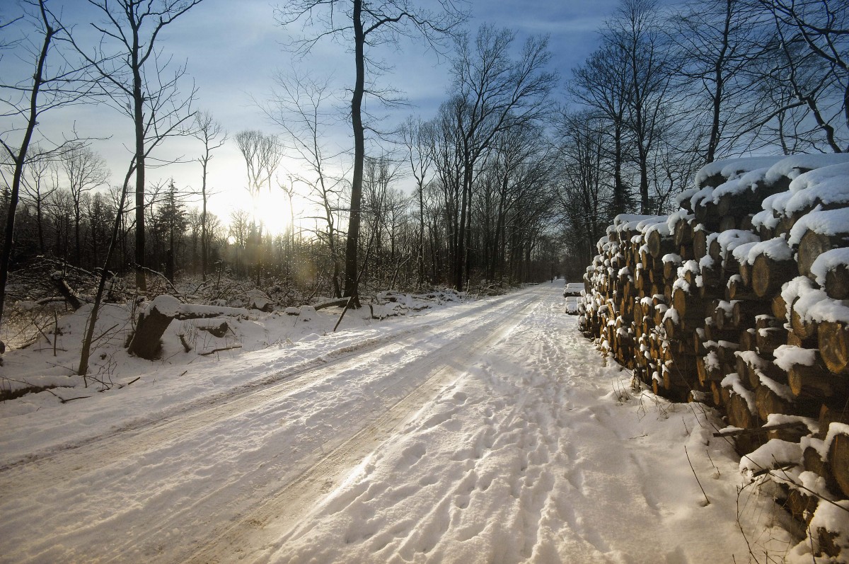 Handewitter Forst. Aufnahmedatum: 2. februar 2015.