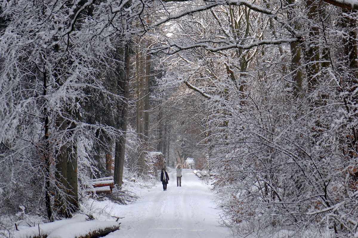 Handewitter Forst bei Flensburg. Aufnahmedatum: 1. Februar 2015.