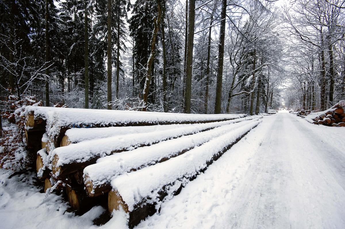 Handewitter Forst bei Flensburg. Aufnahmedatum: 1. Februar 2015.