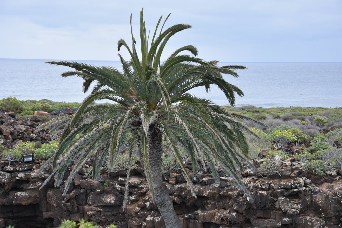 HARÍA, 02.04.2016, Palme, die aus einem Vulkankrater wächst; Teil der Kreation Jameos del Agua von César Manrique