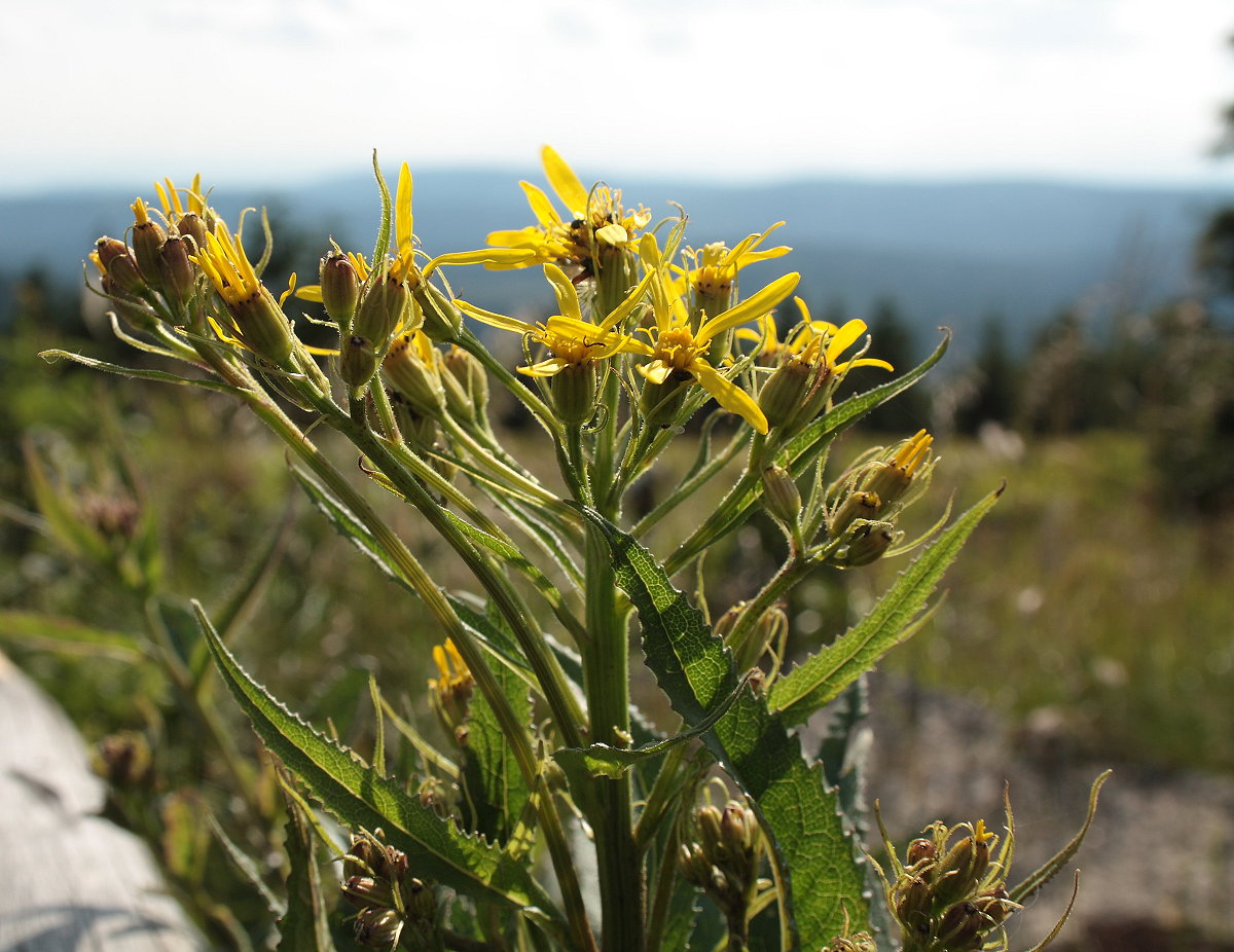 Harzgreiskrautblümchen auf dem Brocken; Aufnahme vom späten Nachmittag des 08.07.2017 am Gipfelrundweg...