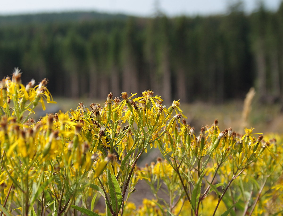 Harzkreiskrautstauden auf einer Lichtung im Wald; Aufnahme vom Morgen des 06.08.2019 auf einem Waldweg zwischen Braunlage und dem Brunnenbach...