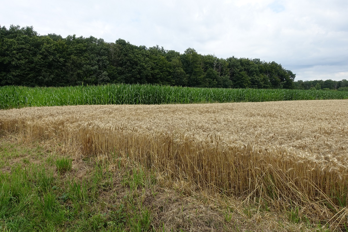 Havighorst am 27.7.2020: Getreide- und Maisfeld nebeneinander in der Feldmark /