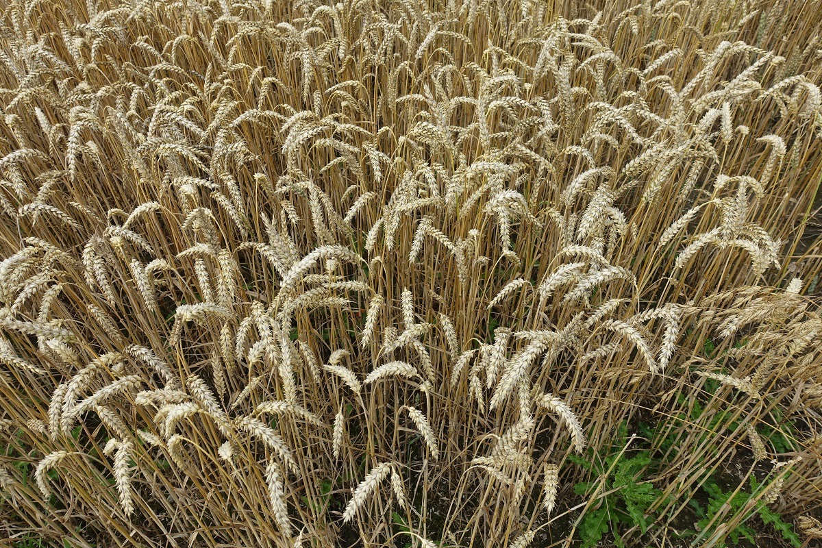 Havighorst am 27.7.2020: Reifes Getreide auf einem Feld in der Feldmark /