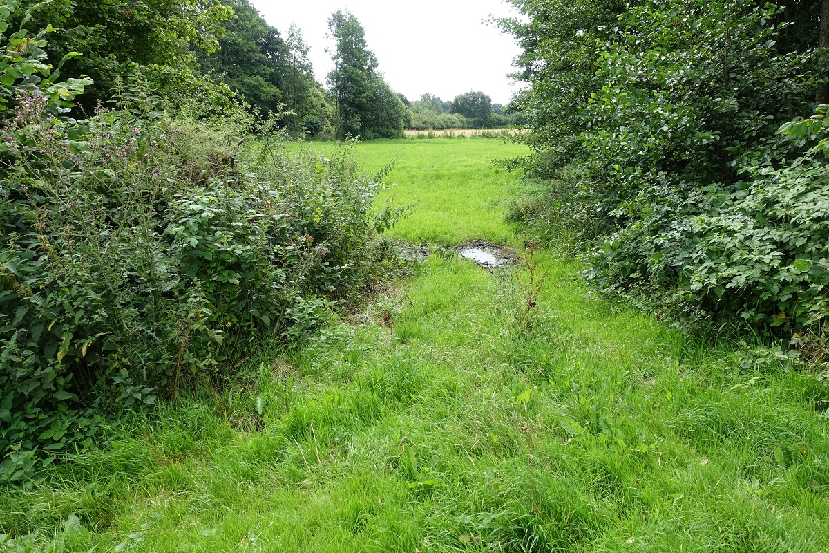 Havighorst am 27.7.2020: Zufahrt auf eine Wiese in der Feldmark /