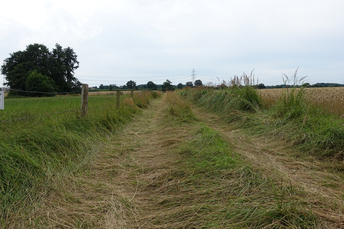 Havighorst am 27.7.2020: Zuwegung zu Getreidefeldern in der Feldmark /