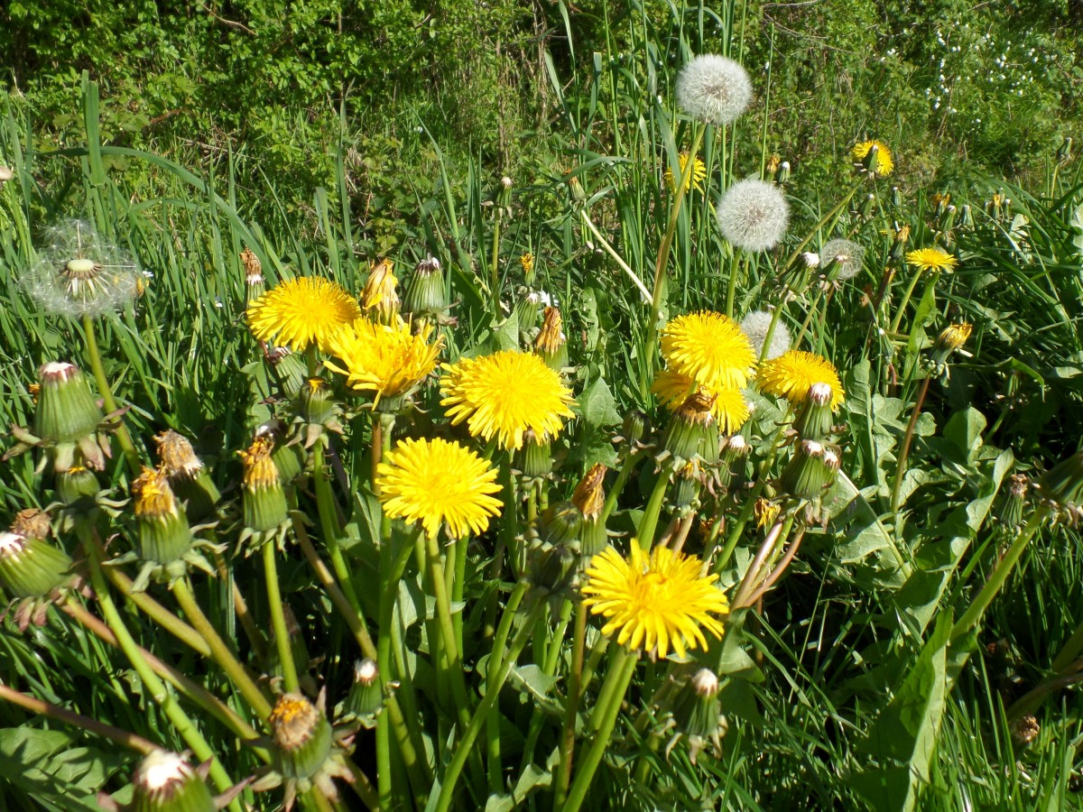 Havighorst bei Hamburg am 10.5.2015: Ein Spaziergang in der Feldmark, Löwenzahn am Wegesrand