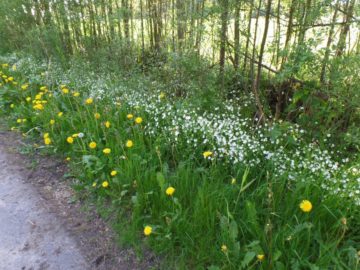 Havighorst bei Hamburg am 10.5.2015: Ein Spaziergang in der Feldmark,am Wegesrand